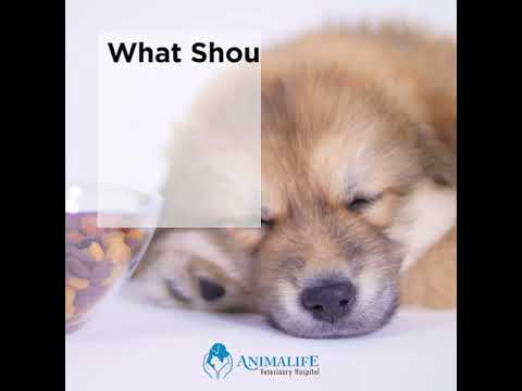Lethargy In Dogs (Why is your dog tired?)