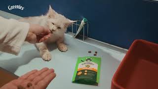 Greenies Pet Parallels | Copy Cats (2026) Pet Treat Campaign