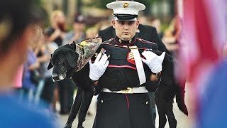 A Soldier's Farewell to His Loyal Companion Will Leave You in Tears