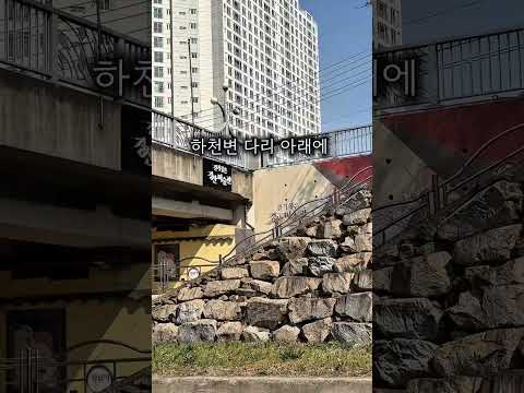 벚꽃길 따라 걷다, 경산 남천강변(SNS 홍보단)