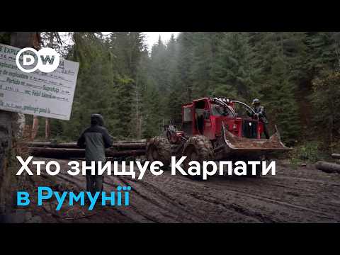 Румынские Карпаты под топор: как в стране противостоят преступникам-лесорубам