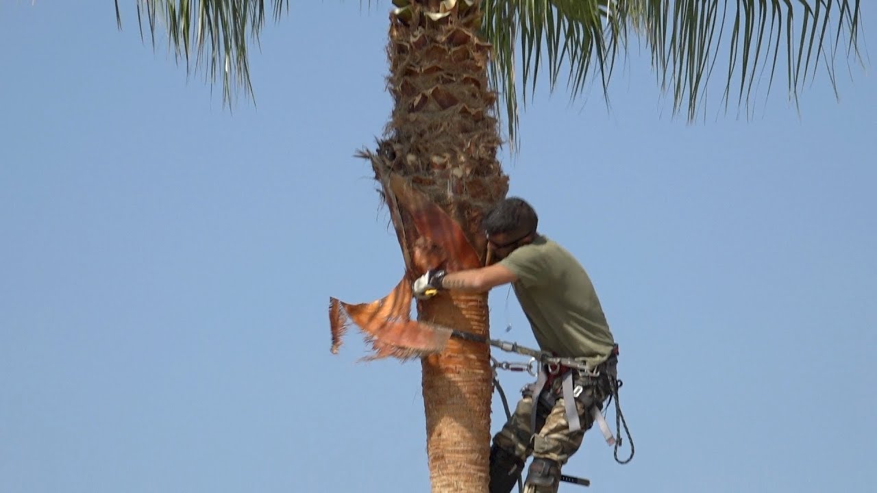 Watch Poda de palmeras Now Poda de palmeras
