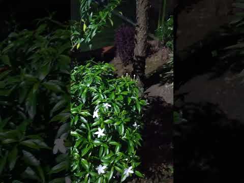 #nature#gardenplants#trendingshorts#greenary