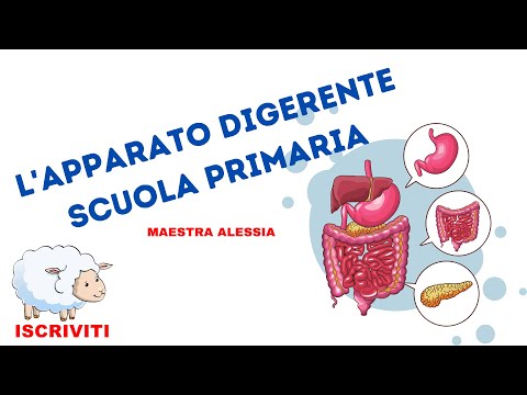 L'apparato digerente scuola primaria