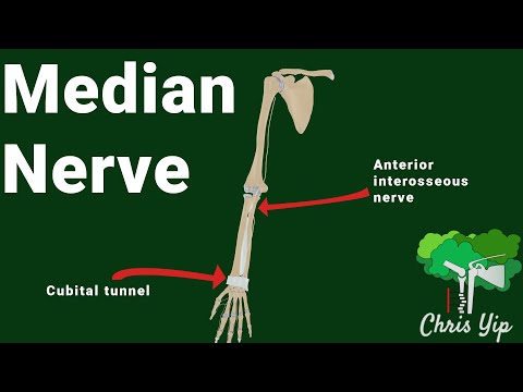 Median nerve anatomy (animated)
