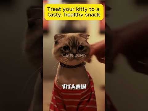 Do You Know Cats Can Eat These Fruits? 🍓 Top 5 Safe Fruits for Your Feline! 🐱 #didyouknow #catlovers