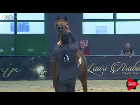 N.18 NAZEHIA - Milan 2018 - 2 Years Old Fillies (Class 2)