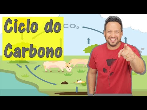 Carbon Cycle - Biogeochemical Cycles - Ecology - Biology with Sharks