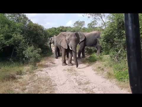 Tembe Compilation   -- 24 January 2022