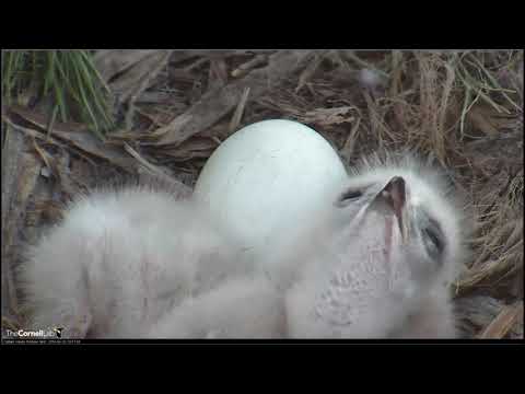 04 23 2018 Red tailed Hawk - 2 kleine Bussarde