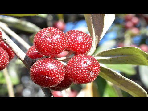 狭葉オリーブヤナギ 植物