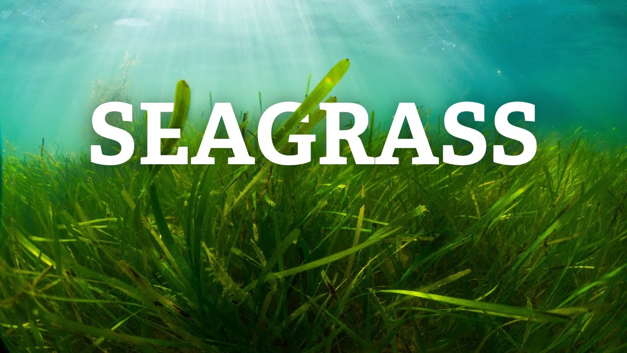 Exploring the Solent's Seagrass Meadows