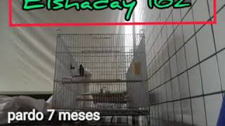Barãoelshadhai 161 .no video esta 162 mais  esse e 161 irmãos de ninho