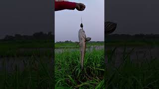 Download lagu casting Haruan berasama kwan kita gacorrr lek Ku #fishing #shimano #snakehead mp3