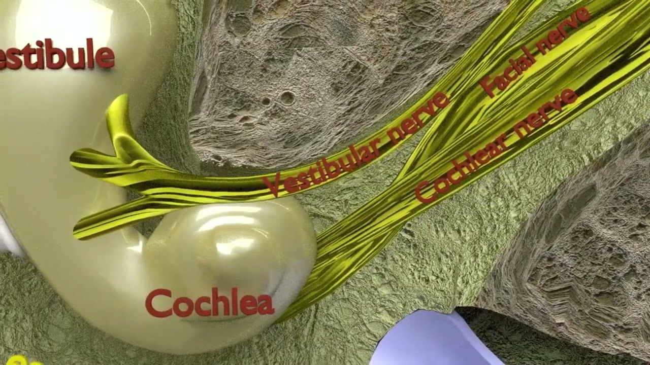 Ear anatomy cross section model 3D Model