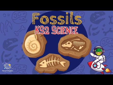 Fossils | KS2 Science | STEM and Beyond