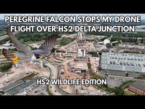PEREGRINE FALCON STOPS MY DRONE FLIGHT OVER HS2 DELTA JUNCTION - HS2 WILDLIFE EDITION