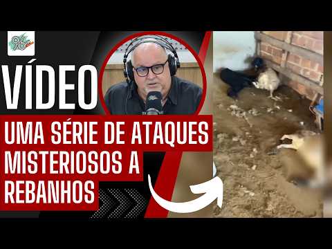 ANIMAIS AMANHECERAM MORTOS EM FAZENDA DO MUNICÍPIO DE FEIRA GRANDE