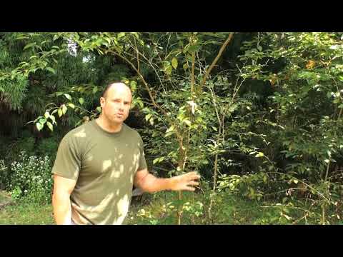 How to Grow Osage Orange Trees