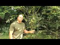 How to Grow Osage Orange Trees