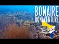 Diving Bonaventure dive site on Klein Bonaire - Caribbean Netherlands