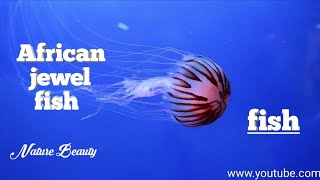 African jewel fish amazing video by || nature beauty ||