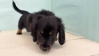 ミニチュアダックスの動画01