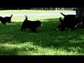 Bernese Mountain Dog dogs for sale: Rachel - Video 1