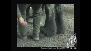 Toilettage des jambes d'un cheval de trait