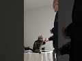 Roary Is Fluent With First Pumps Cat Cats Catvideos Catlover Catlovers Catshorts