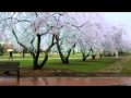 Ilhame Quliyeva @ Resad Ilyasov 