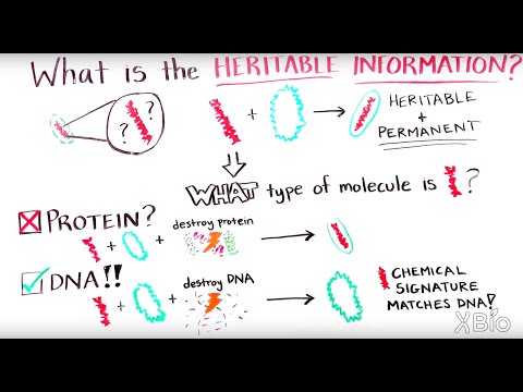 The Avery-McLeod-McCarty Experiment