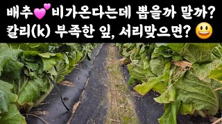배추