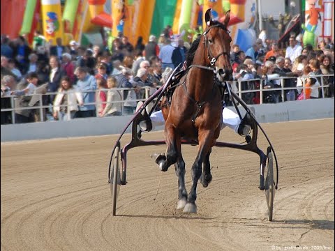 New Year Eve Trotting 2019. Ügetőszilveszter 2019 III.futam Zenthe Ferenc emlékverseny