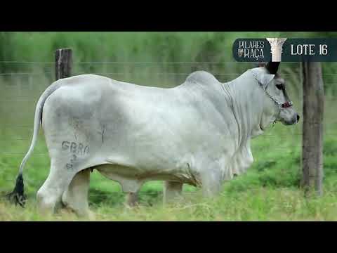 Lote 16 - Alkaia FIV - II Leilão Pilares da Raça