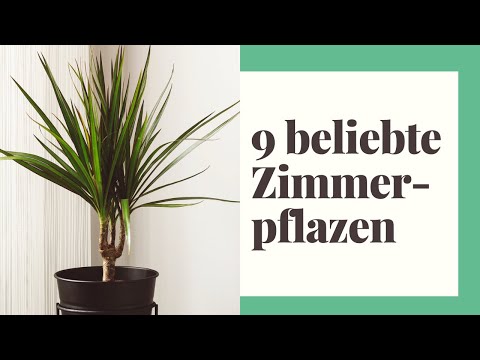 , title : 'Die 9 beliebtesten Zimmerpflanzen für Ihr Zuhause - Voll im Trend'