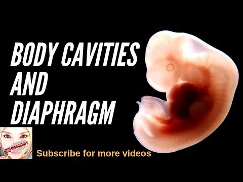 Special embryology - Body cavities and diaphragm