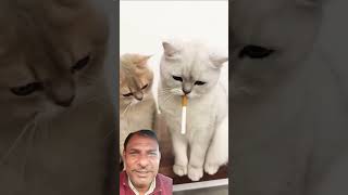 Download lagu https://youtube.com/shorts/VH-1cdennEs?si=qJEun4FOvE6dKhkq #funny #cat #catlover #catcomedy mp3
