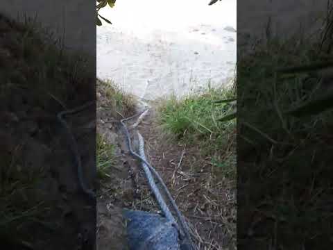 枯れ木の幹-木製彫刻-ハート型-装飾