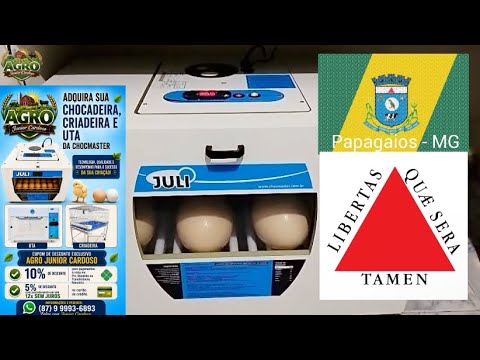 Papagaios, Minas Gerais adquire a Chocadeira Juli Avestruz. Aves Ratitas felizes. 