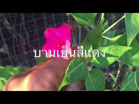 ที่ taoke โรคสะเก็ดเงิน ถ้าคุณเกาโรคสะเก็ดเงิน