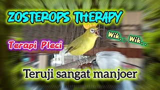 Download lagu ZOSTEROPS THERAPY PLECI‼️Terapi air untuk pleci agar cepat gacor||ngalas bongkar materi‼️nembak wit mp3