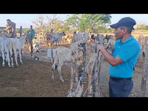 FINCA EL OLIVO - Zambrano Bolivar.