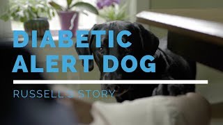 Diabetic Alert Dog: Russell's Story