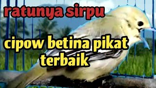 Download lagu cipow/sirpu betina birahi memanggil jantan/untuk merangsang sirtu agar rajin bunyi mp3