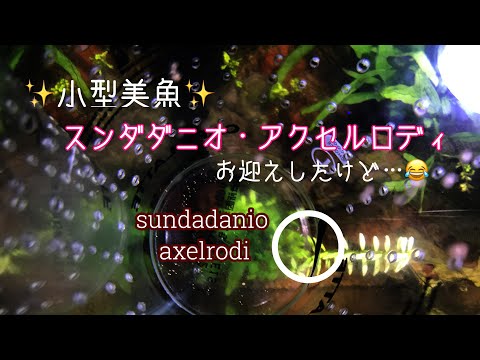 パラケイロドン・アクセルロディについて詳しく解説