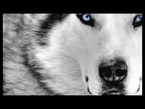 download lagu mp3 mp4 Tiff Lacey The Truth Lyrics, download lagu Tiff Lacey The Truth Lyrics gratis, unduh video klip Tiff Lacey The Truth Lyrics