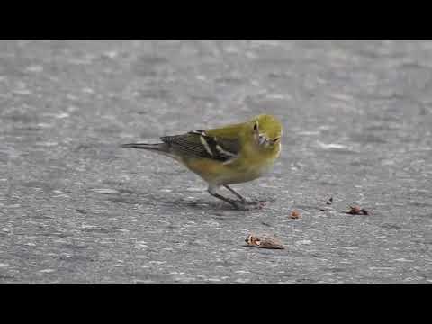 Horárik smrekový (Setophaga castanea) — správanie, biotop a hlas