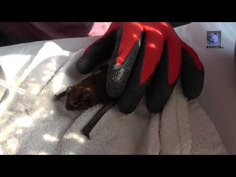 Dragos Stefan Mantoiu  -Liliac bea apa- Protectia si studiul liliecilor 6