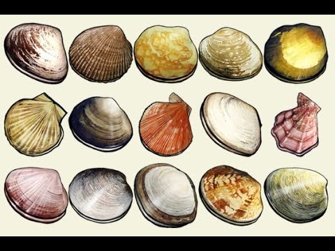 Русская Рыбалка 3.99 Квест Моллюски